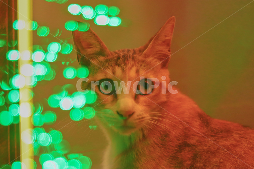 고양이,냐옹이,야옹이,길고양이,cat,동물,animal,straycat