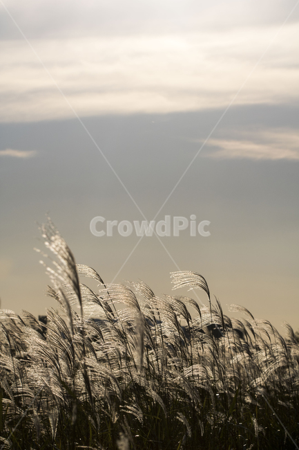 억새,억새밭,가을,갈대,자연,풍경,식물,하늘,가을,계절,fall,autumn,season,자연,풍경,nature,landscape,grass,잔디,plant,lawn,reed