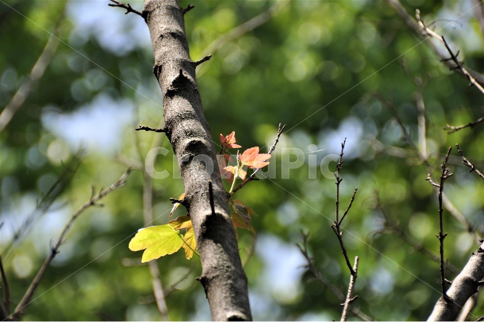 나무,식물,자연,나뭇잎,숲,식물,자연,plants,nature,꽃,flower