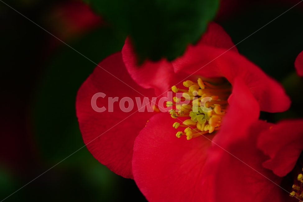 명자나무꽃,명자나무,산당화,봄,봄꽃,꽃,플라워,flower,spring,4월,april,장미과,명자꽃,식물,plants,chaenomelesspeciosa,붉은,접사,클로즈업,closeup,붉다,붉은꽃,빨간꽃,red,빨강,macrophotography
