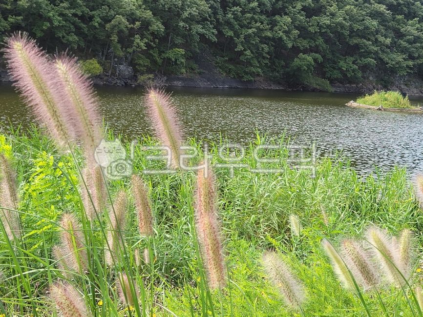 plant,식물,호수,강대,산