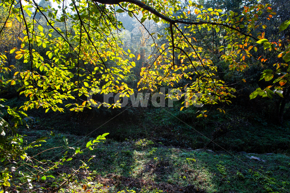 풍경,가을,아침,가을풍경,단풍,아침빛,낙엽,나뭇잎,가을아침,자연,leaf,잎,나무,tree,식물,plant