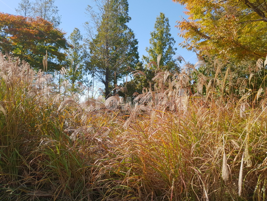 갈대,가을,낙엽,단풍,단풍나무,숲,고향,향수,공원,가을,계절,fall,autumn,season,자연,풍경,nature,landscape,tree,나무,plant,식물,fir,전나무,grass,잔디