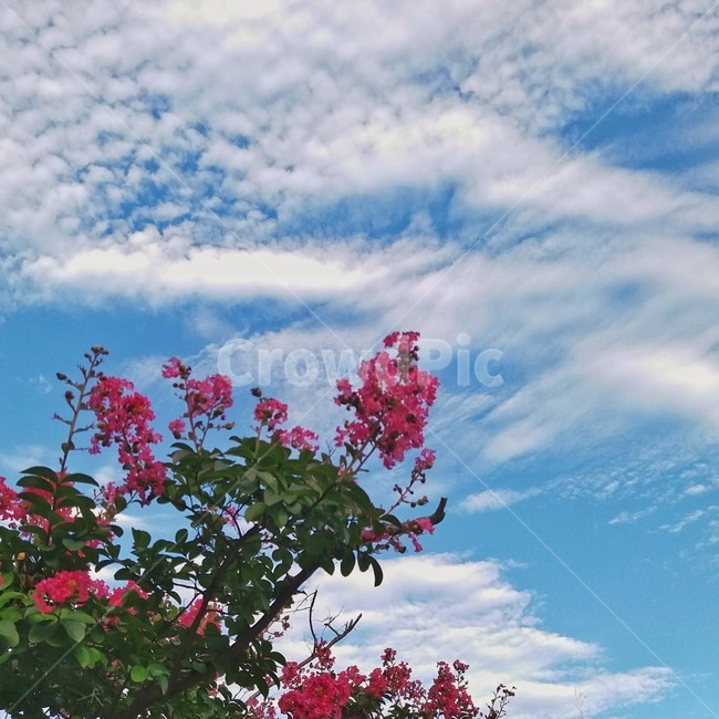 plant,식물,flower,꽃,하늘,sky,pink,blue,green,cloud,daytime,낮
