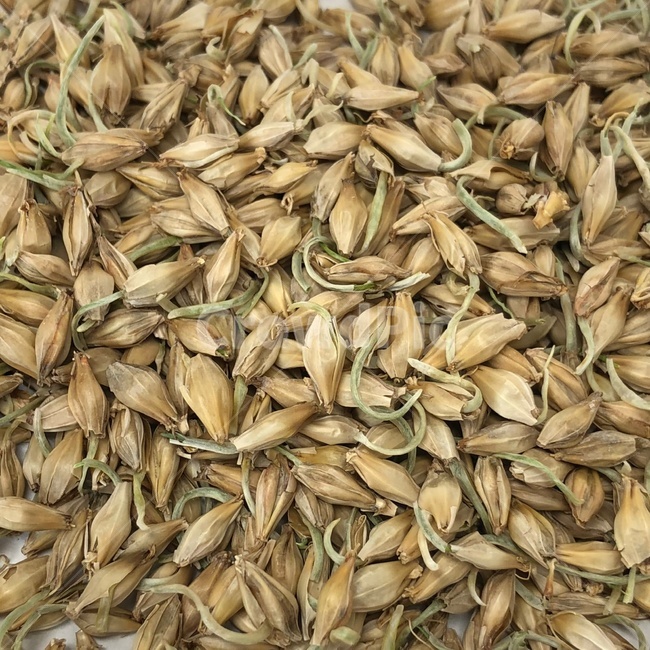 엿기름,맥아,질금,malt,곡물,cereals,음식,식재료,요리,food,cook,meal,dishes,food reserves,곡류,곡식,cereals