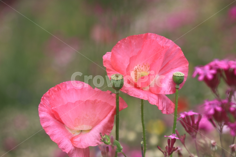 식물,꽃,양귀비,야생화,여름,식물,자연,plants,nature,꽃,flower