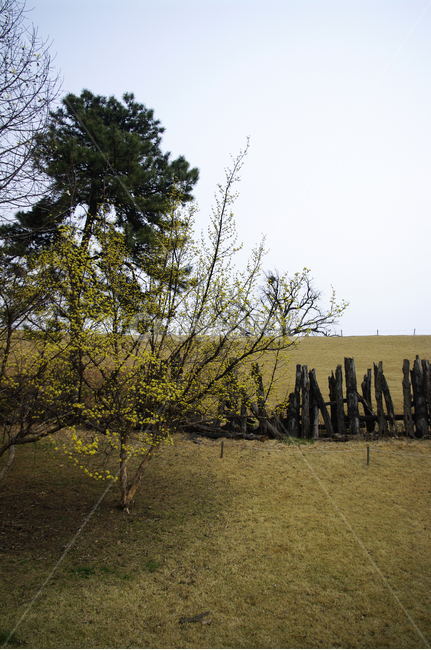 산수유,자연,nature,꽃,flower,나무,식물,plant,봄,spring,계절,봄,계절,spring,season,자연,풍경,nature,landscape,tree,fir,전나무,conifer,구과 식물