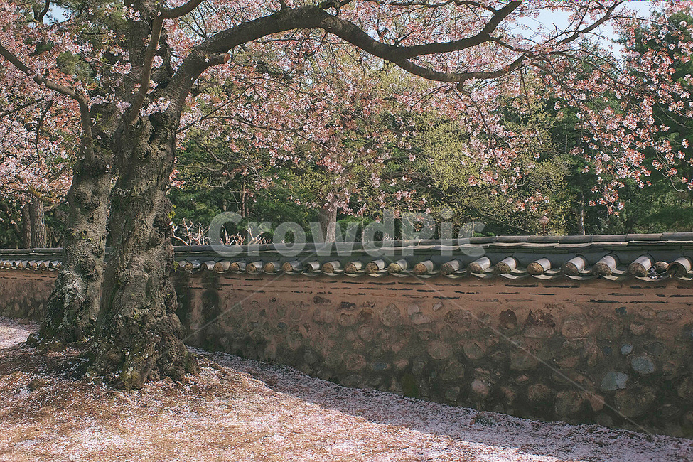 감성사진,풍경,경주,봄,벚꽃,대릉원,꽃,봄,계절,spring,season,한국전통,한국문화,korean traditional,korean culture,식물,자연,plants,nature,나무,trees,wood,plant,tree