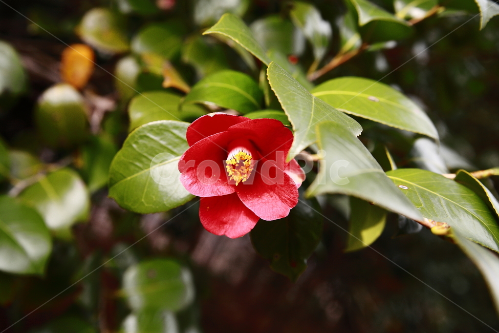 꽃,식물,동백꽃,flower,plant