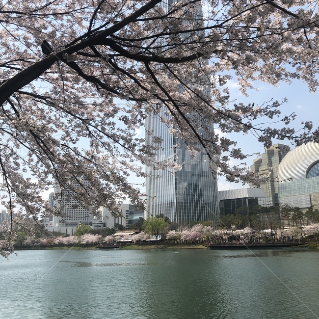 밪꽃,벚꽃축제,석촌호수,벚꽃나무,꽃
