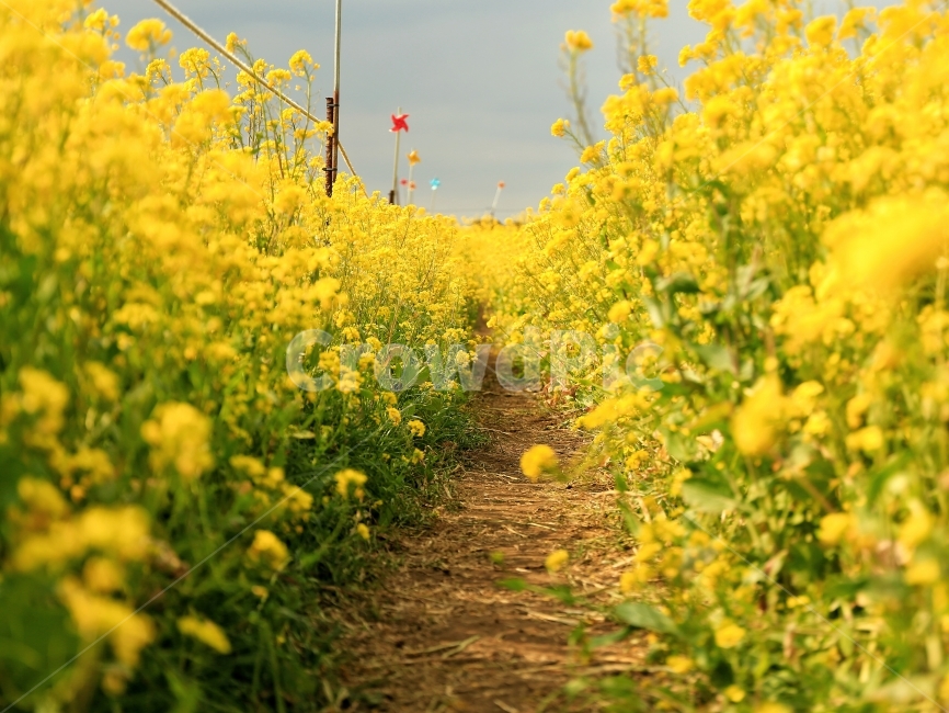 꽃길,유채꽃,제주도,봄,꽃밭,꽃,유채꽃밭,여행,감성,봄,계절,spring,season,자연,풍경,nature,landscape,식물,plants,꽃,flower,field,들,grassland,목초지,outdoors,옥외,rural,농촌,farm,농장