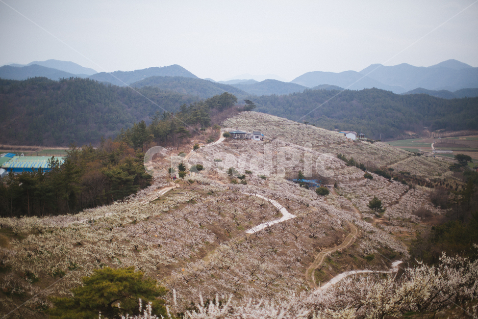 봄,매화,꽃,농장,자연,풍경,나무,봄,계절,spring,season,자연,풍경,nature,landscape,slope,경사,outdoors,옥외,scenery,경치