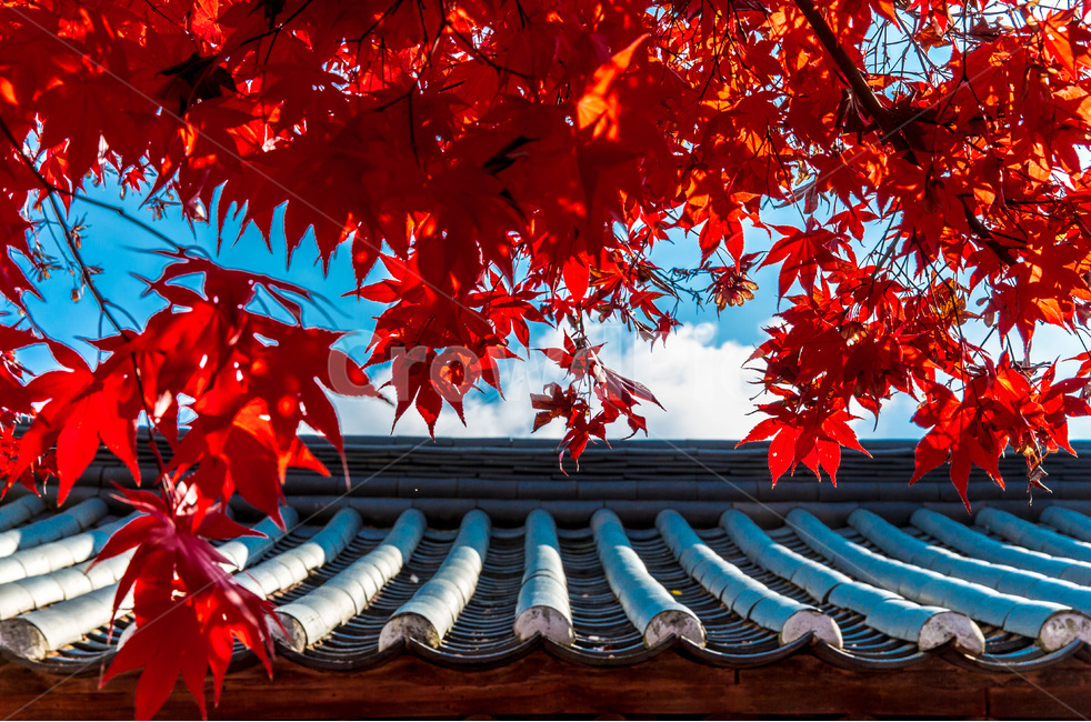 단풍,기와,낙엽,가을,서정,하늘,구름,지붕,가을,계절,fall,autumn,season,한국전통,한국문화,korean traditional,korean culture,식물,자연,plants,nature,leaf,잎,plant,tree,나무