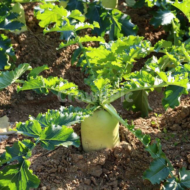 시골,텃밭,무우,텃밭사진,무우사진,식물,자연,plants,nature,채소,야채,vegetables,산업,industry,industrial,농업,농사,agriculture,farming,farming industry