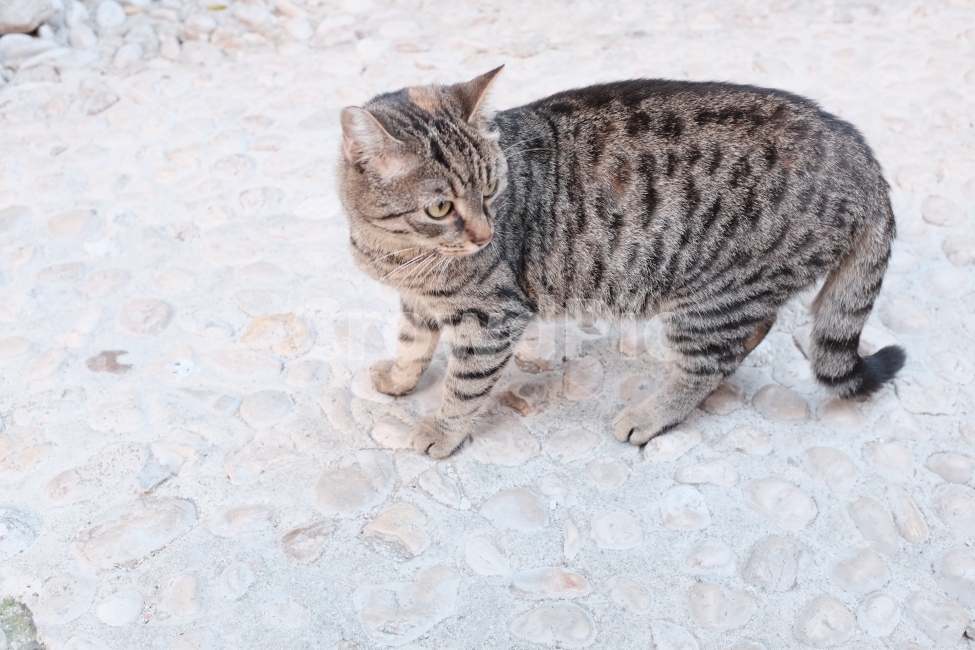고양이,길냥이,반려묘,동물,야옹,모아씨,여행길,집사,배경,동물,animal,포유류,mammal,고양이,cat,kitten,kitty