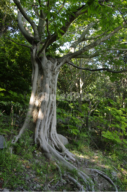 나무,숲,초록,식물,plant,식물,자연,plants,nature,나무,trees,wood