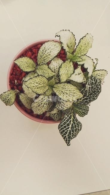 식물,화분,히포에스테스,잎,돌,식물,자연,plants,nature,실내용화초,화분,화초,house plant,인테리어,실내디자인,interior design
