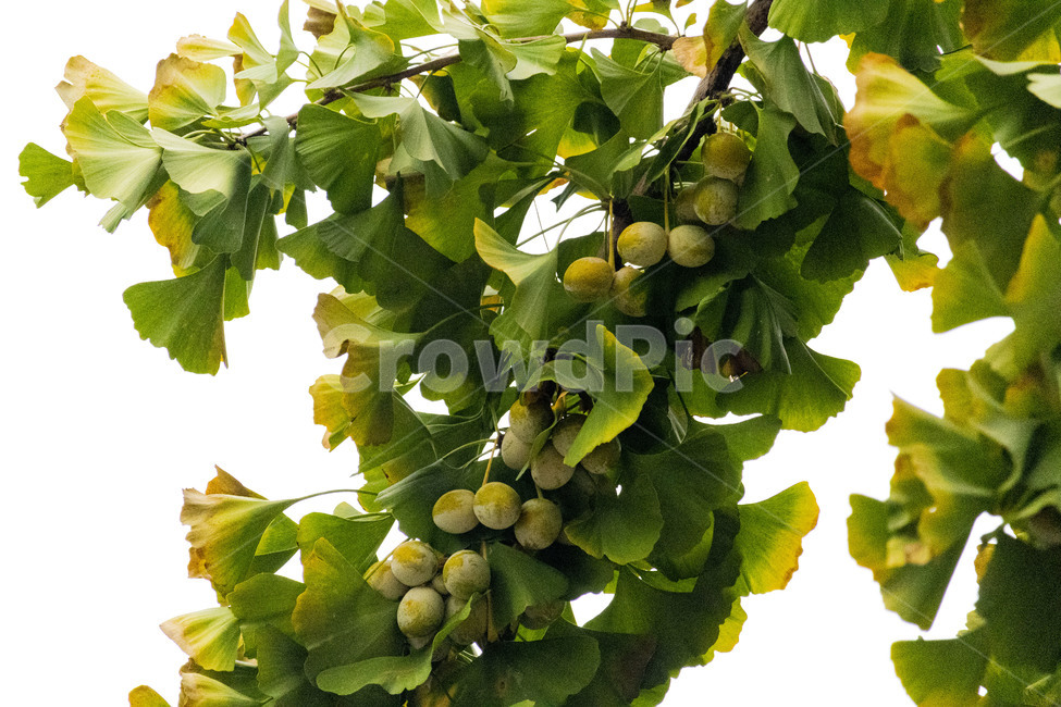 은행,은행나무,은행열매,은행나무열매,은행잎,ginkgo,가을,계절,fall,autumn,season,나무,trees,wood,과일,열매,fruit,plant,식물