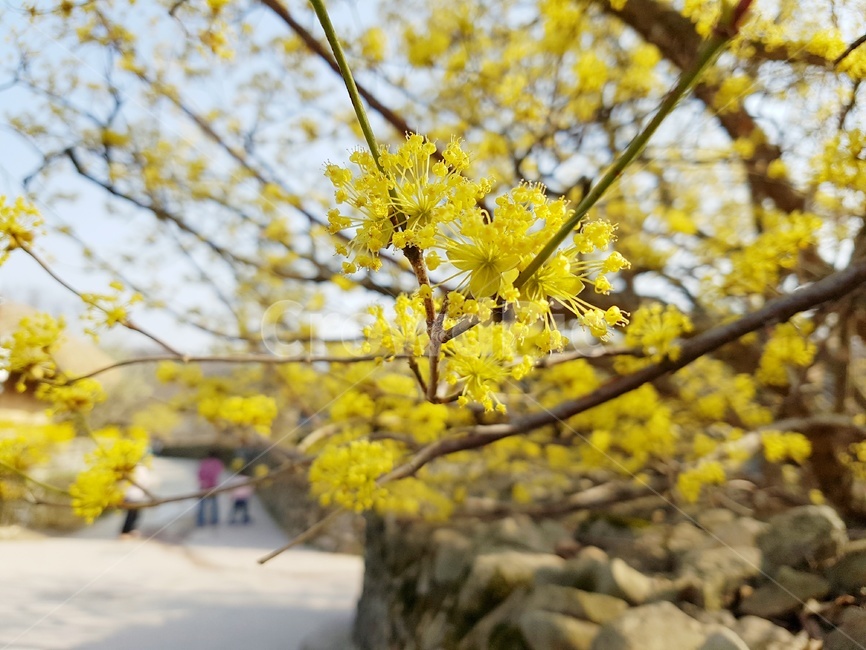 꽃,봄날,봄풍경,봄,산수유,산수유꽃,외암민속마을,시골,한국자연,자연,자연풍경,풍경,한국풍경,봄,계절,spring,season,식물,자연,plants,nature,꽃,flower,plant,tree,나무