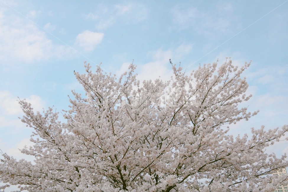 벚꽃,봄,벚꽃나무,spring,계절,봄,계절,spring,season,식물,자연,plants,nature,꽃,flower,나무,trees,wood,plant,blossom