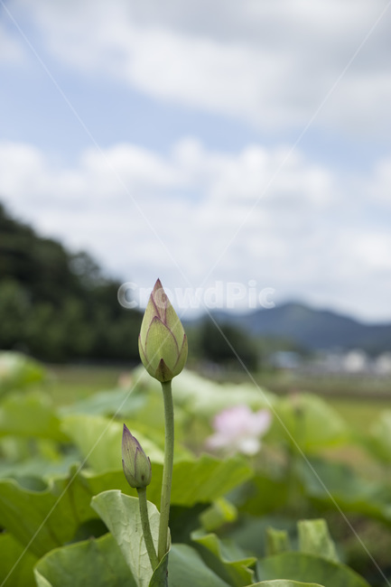 연꽃,봉우리,꽃,식물,속씨식물,초록,맑음,하늘,구름,나무,산,자연,배경