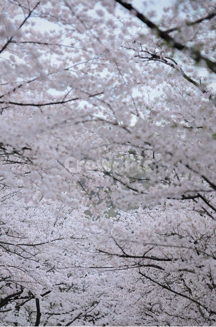 봄,벚꽃,길,벚꽃터널,꽃눈송이