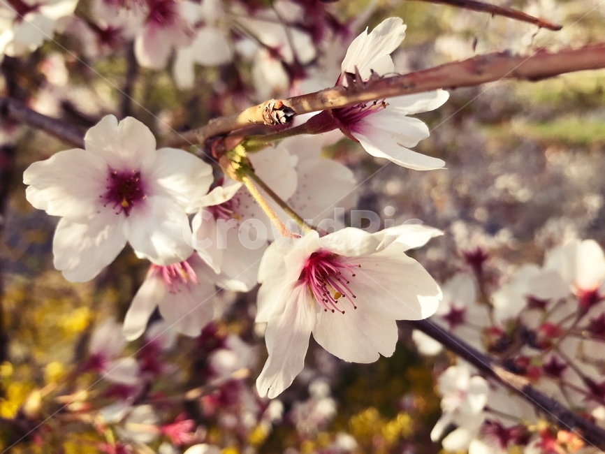 봄,벚꽃,꽃,사쿠라,spring,flower,season,cherry,pink,blossom,nature,blooming,branch,beautiful,sky,sakura,garden,tree,blue,하늘,자연,봄꽃,파랑,파란하늘,분홍