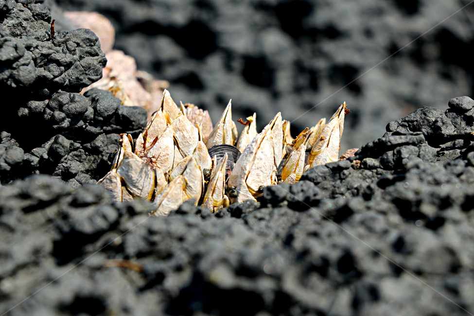 barnacle,거북손,갑각류,거북손붙이,절지동물,식재료,food,요리재료