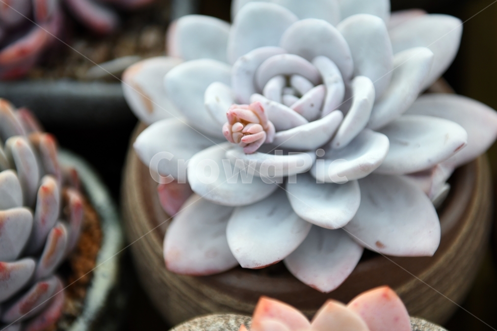 다육이,다육,다육식물,화분,식물,화초,배경,자연,plants,취미,그린,환경,키우기,아름다운,화려한,생명,생활,background,식물,자연,plants,nature