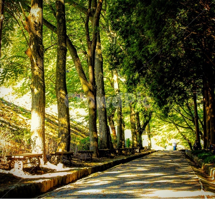 scenery,풍경,forests,숲,street,자연,풍경,nature,landscape,식물,plants,나무,trees,wood,휴식,힐링,rest,relaxation,healing,path,통로