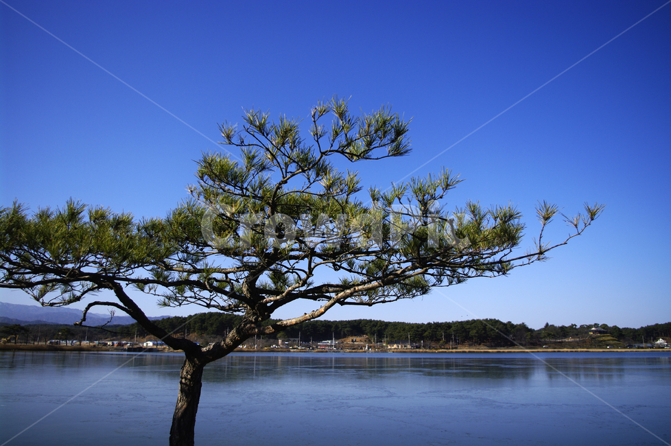 호수,나무,풍경,겨울,color,겨울,계절,winter,season,식물,자연,plants,nature,나무,trees,wood