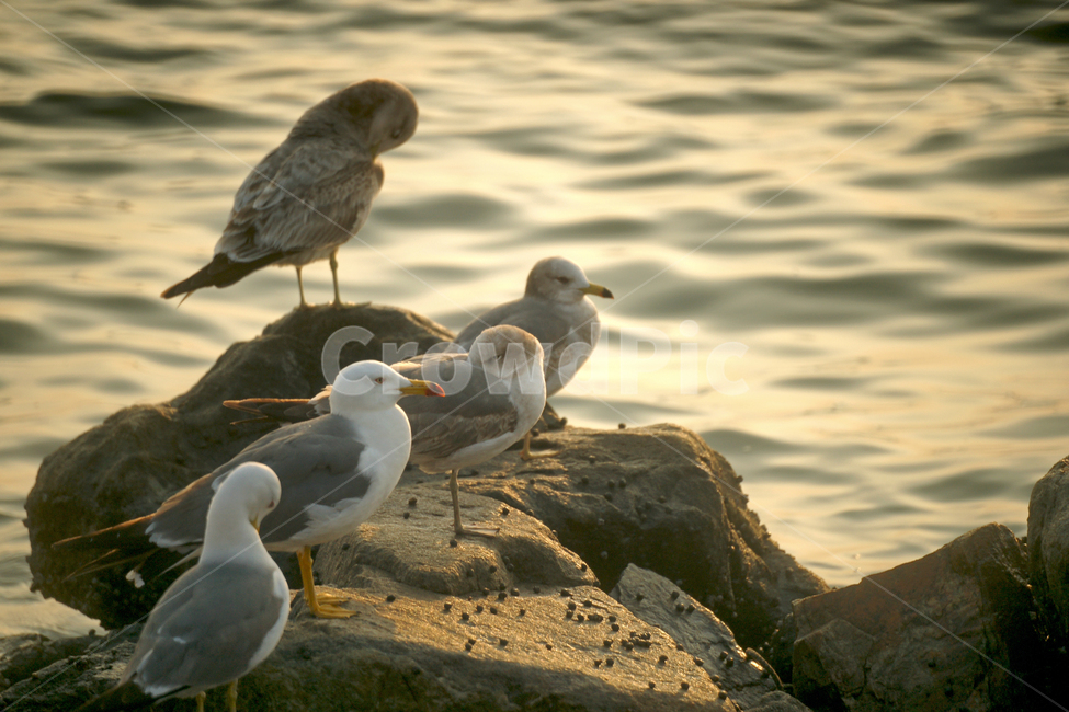 갈매기,새,바닷가,물결,조류,야생,바위,동물,animal,조류,새,birds