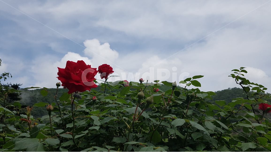 장미,여름,풍경,하늘,구름,식물,자연,plants,nature,꽃,flower