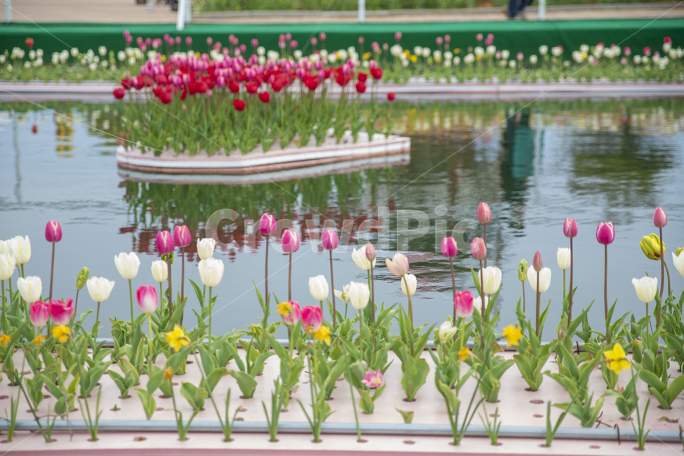 봄꽃,꽃,튤립,꽃밭,튤립축제,봄,계절,spring,season,식물,자연,plants,nature,꽃,flower