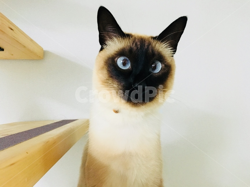 고양이,야옹이,샴,샴고양이,반려동물,반려고양이,애완동물,cat,neko,동물,동물,animal,포유류,mammal,고양이,cat,kitten,kitty