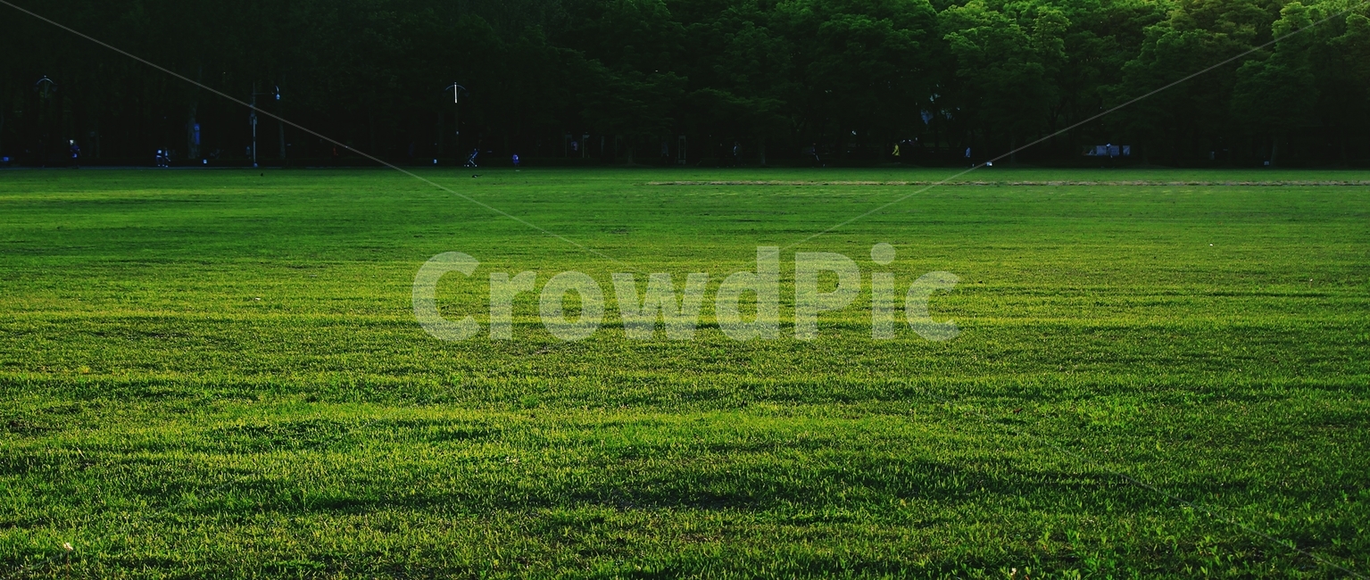 잔디,자연,초원,공원,배경,푸른,초록,식물,grass,nature,grassland,park,background,blue,green,plant,lawn