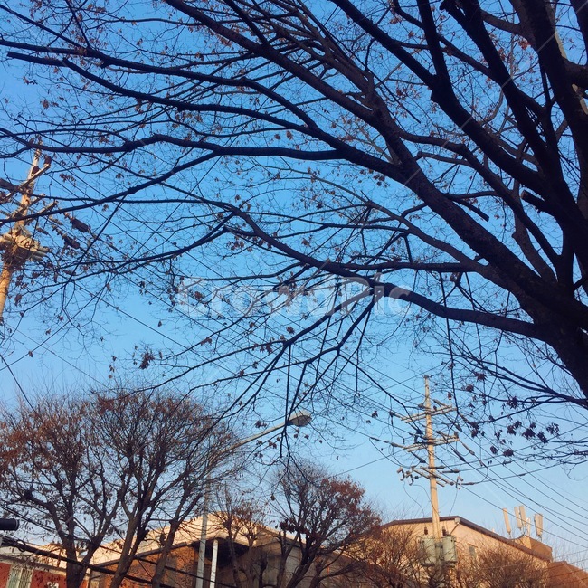 나무,하늘,풍경,겨울,맑음
