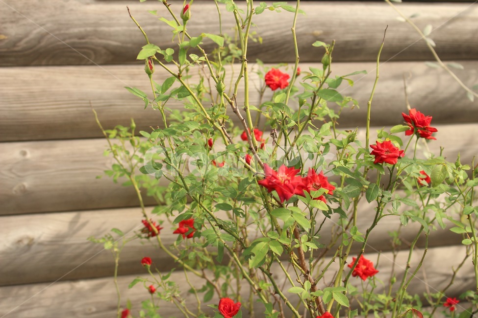 plant,식물,blossom,꽃,geranium,제라늄,flower,spring,봄,식물,자연,plants,nature,꽃,flower