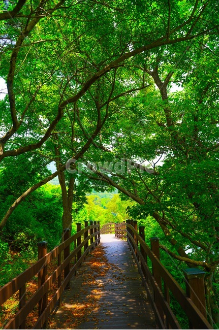garden,outdoors,옥외,정원,arbour,녹색,풍경,산책