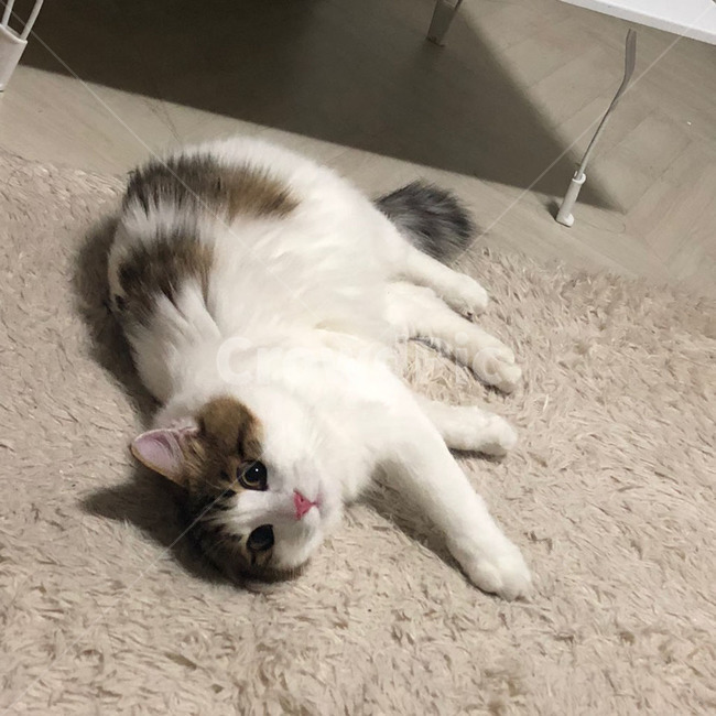 고양이,노르웨이숲,노르웨이숲고양이,장모종고양이,품종묘,식빵,식빵굽기,하얀색,갈색,검정색,주황색,예쁘다,멋있다