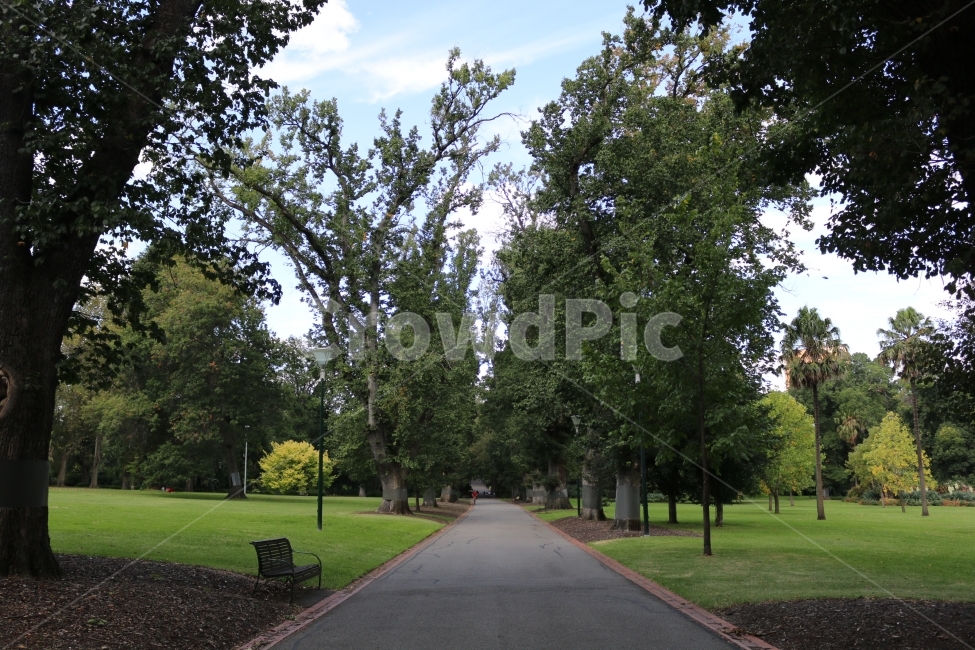 공원,여행,호주,park,길,path,나무,자연,자연,풍경,nature,landscape,식물,plants,나무,trees,wood,bench,벤치,asphalt,아스팔트