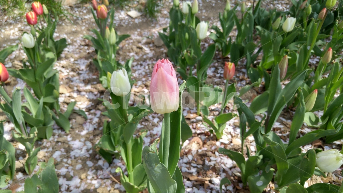 튤립,봄,tulip,플라워,꽃