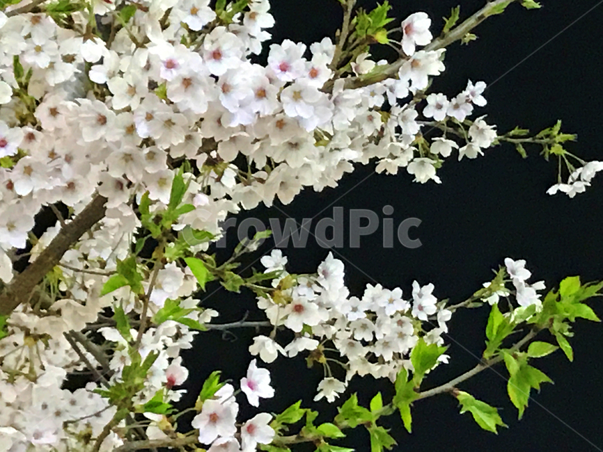 봄,벚꽃,밤,밤벚꽃,벚꽃축제,꽃놀이,나들이,꽃,봄,계절,spring,season,식물,자연,plants,nature,꽃,flower,plant,blossom