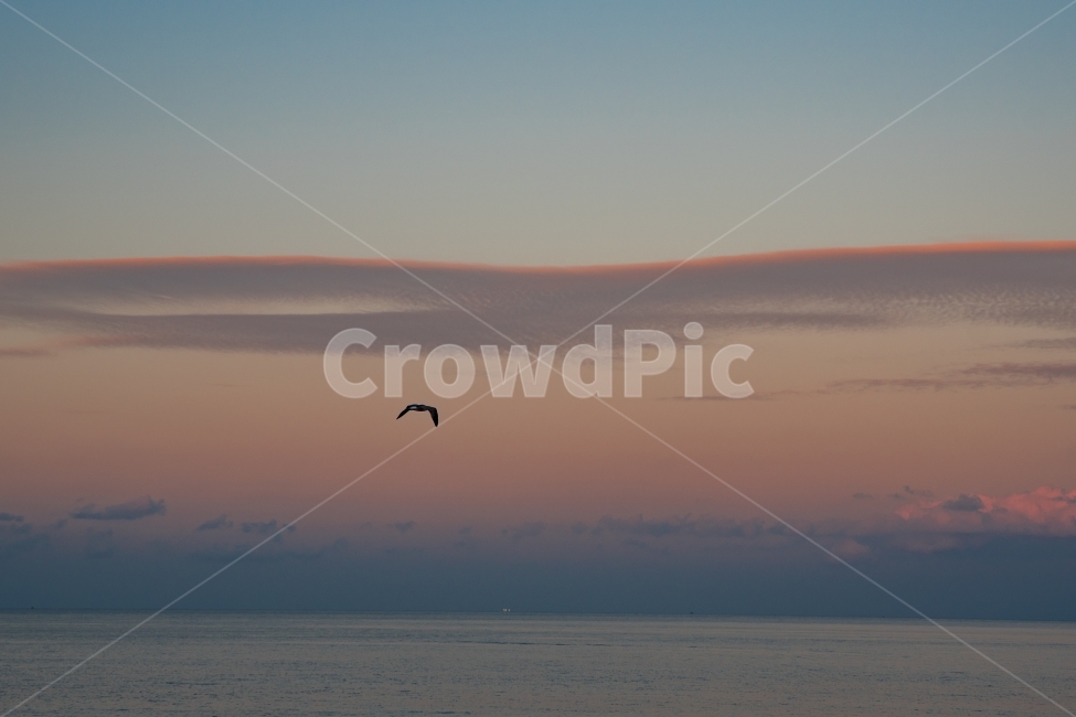 제주도,일몰,석양,풍경,갈매기,자연,풍경,nature,landscape,동물,animal,조류,새,birds,adventure,모험,leisure activities,레저 활동,gliding,활공,bird