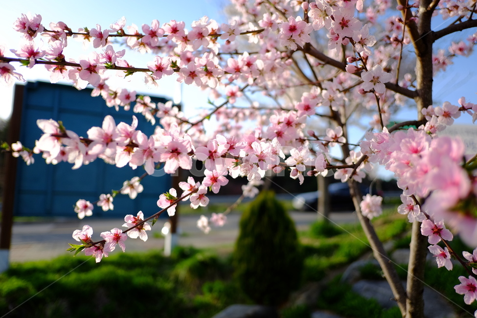 봄,벚꽃,4월,감성,꽃,flower,봄,계절,spring,season,식물,자연,plants,nature,꽃,flower,plant