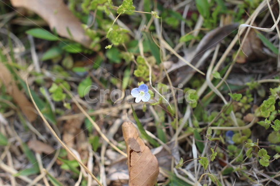 들꽃,파란꽃,작은꽃,잔디,풀,식물,자연,plants,nature,꽃,flower