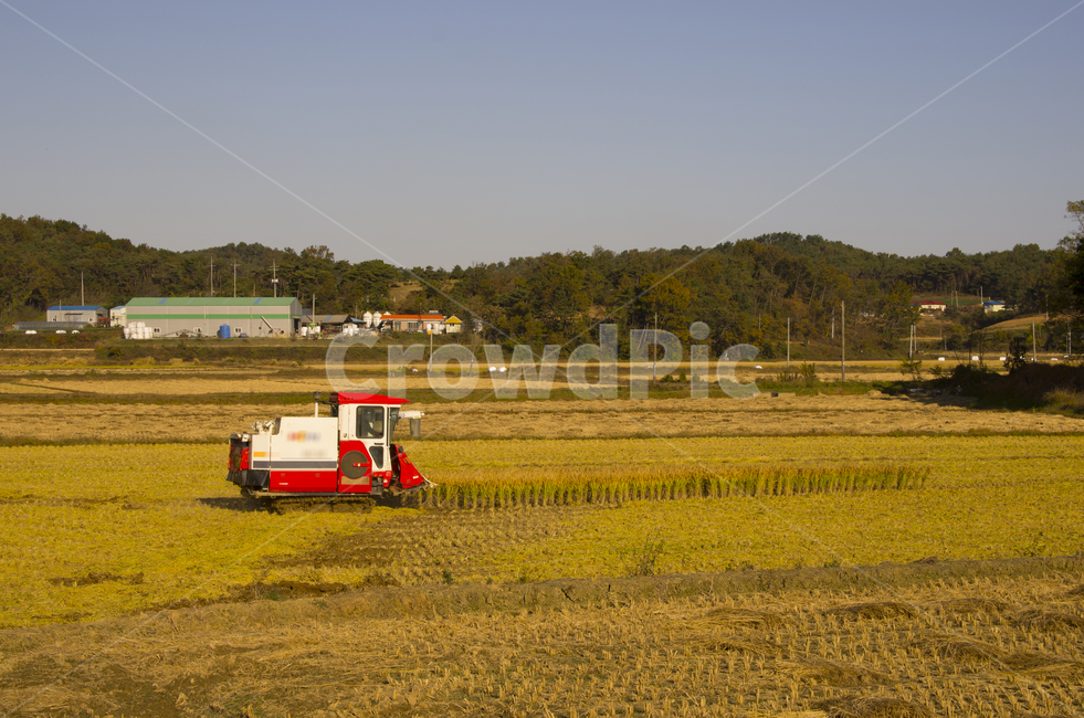 가을,추수,들판,논,탈곡기,트랙터,탈곡,하비스트,scene,view,feeling,emotion,nature,landscape,season,풍경,감정,감성,자연,계절,뷰티,fall,autumn,harvest,tractor,rice,풍경사진,감성사진,정취
