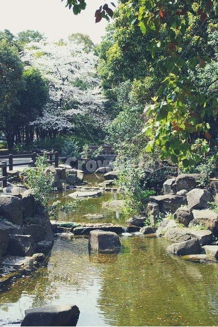 시냇물,나무,숲,tree,물,water,시내물,forest,자연,풍경,nature,landscape,휴식,힐링,rest,relaxation,healing,outdoors,옥외