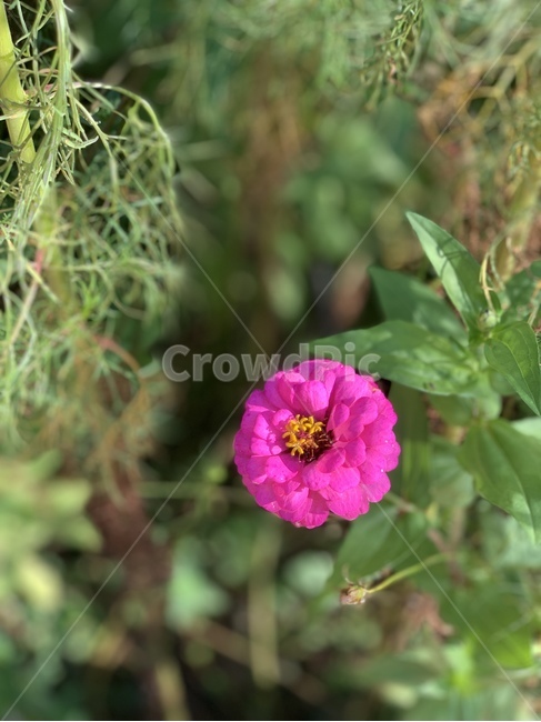 꽃,식물,plant,제라늄,geranium,flower,이쁜꽃,식물,자연,plants,nature,꽃,flower