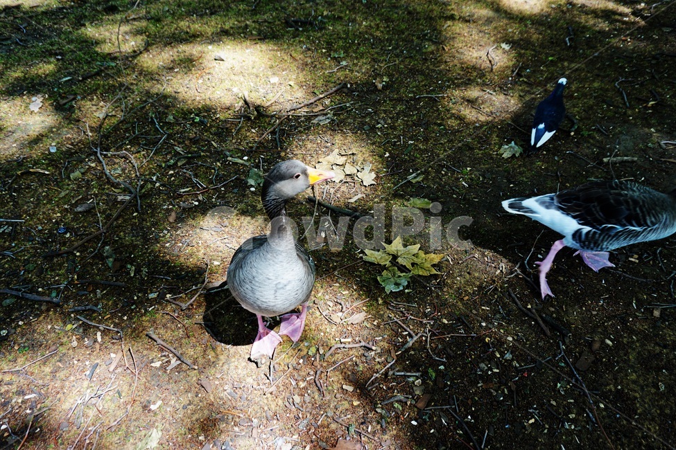 bird,새,animal,동물,waterfowl,물새,오리,duck